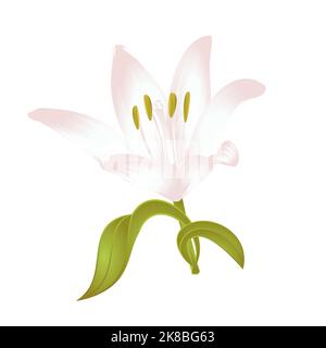 Lily White Lilium Candidum, eine weiße Blume mit Blättern Vektor-Illustration editierbar von Hand gezeichnet Stock Vektor