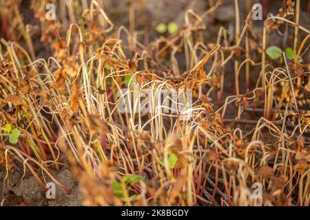 Buchweizenfeld mit jungen Buchweizenblumen nach Frühlingsfrost. Tote Pflanzen. Braune verwelkte Blumen auf der Farm. Stockfoto