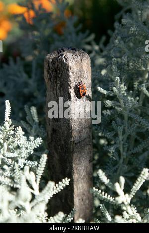 Ein Feuerbug Pyrrhocoris apterus sitzt auf einer hölzernen Säule im sonnigen Garten Stockfoto