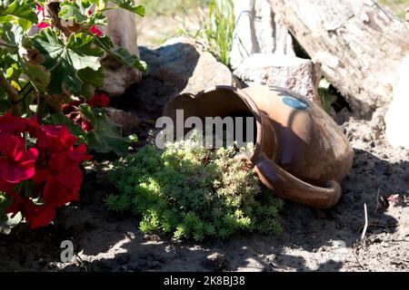 Vielzahl von grünen Sedum für Bodenabdeckung, Nahaufnahme als schöner Hintergrund in sonnigen Garten Stockfoto