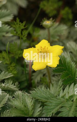 Vertikale Nahaufnahme eines blühenden Silberweges oder Silbercinquefoil, Potentilla anserina Stockfoto