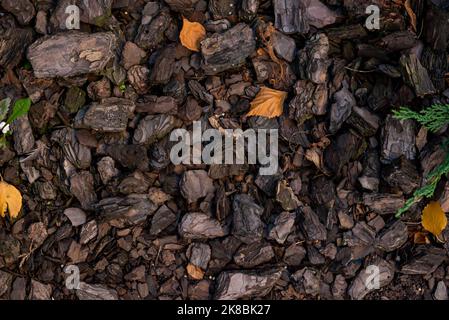 Auf der Erdoberfläche sind Stücke von Kiefernrinde mit Teppich ausgelegt. Rotbrauner natürlicher Hintergrund. Konzept des Mulchens von Böden in der Landschaftsgestaltung. Stockfoto