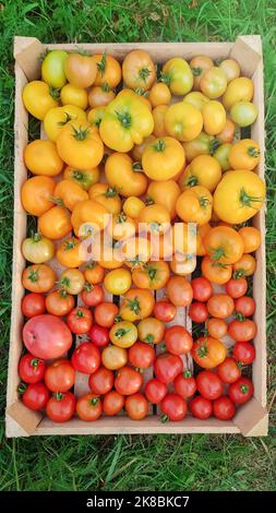 Verschiedene Sorten von gelben und roten Tomaten verschiedener Sorten, in einer Holzkiste Stockfoto