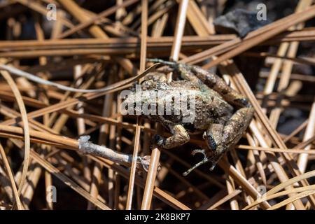 Coastal Plain Cricket Frog (Acris gryllus gryllus) aus Perry County, Mississippi, USA. Stockfoto