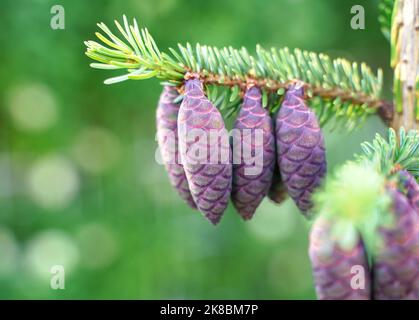 Fichte mit Zapfen. Junge picea mariana auf grünem Hintergrund. Nadeln und violette Zapfen Stockfoto
