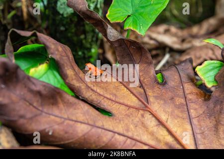 Roter Frosch in Panama. Ein roter Erdbeer-Giftpfeilfrosch am Red Frog Beach, Bastimentos Island. Bocas del Toro, Mittelamerika. Panama. Stockfoto