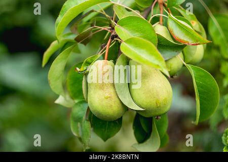 Zwei grüne Birnen. Natürlicher Hintergrund mit Bio-Früchten, die am Baum reifen. Gartenarbeit im Sommer. Stockfoto