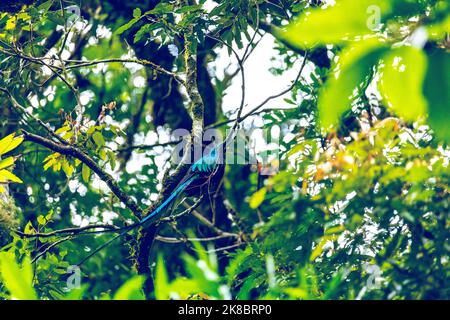 Strahlender Quetzal, Pharomachrus mocinno, Savegre in Costa Rica, mit grünem Wald im Hintergrund. Prachtvoller grüner und roter Vogel. Vogelbeobachtung Stockfoto