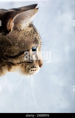 Profil von Young Brown Tabby Cat auf grauem Hintergrund. Profil, Seitenansicht. Stockfoto