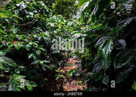 Kaffeeplantage, rohe grüne Kaffeebohnen und Blätter, in Boquete, Panama. Mittelamerika. Stockfoto
