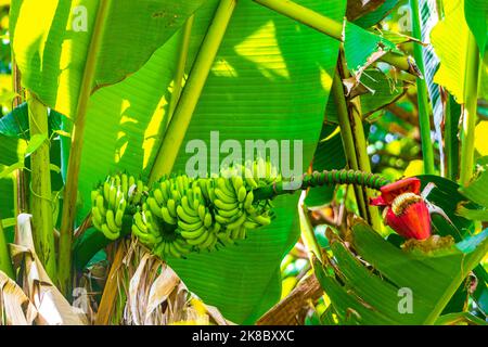 Grüne gelbe Bananen wachsen in Sakhu Thalang auf der thailändischen Insel Phuket in Südostasien. Stockfoto