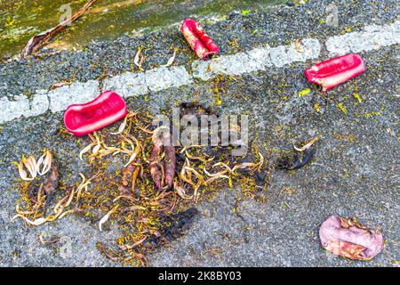 Grüne gelbe Bananen wachsen in Sakhu Thalang auf der thailändischen Insel Phuket in Südostasien. Stockfoto