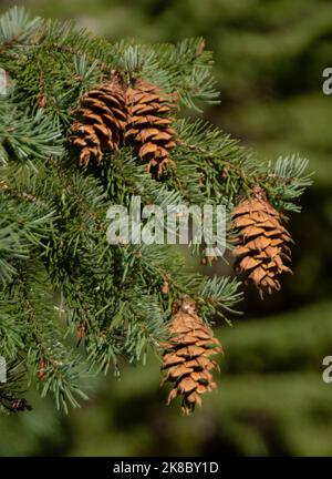 Kegel des Douglas Fir Baumes ( Pseudotsuga menziesii) Cascade Mountains, Oregon Stockfoto