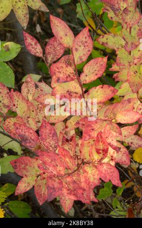 Herbstfarben auf wilden huckleberry-Sträuchern, Mt. Hood, Oregon Stockfoto