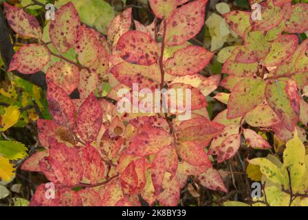 Herbstfarben auf wilden huckleberry-Sträuchern, Mt. Hood, Oregon Stockfoto