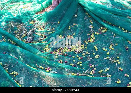 Geerntete Oliven auf dem grünen Netz, handgepflückt und bereit für Öl gepresst zu werden, aus Dalmatien, Kroatien Stockfoto