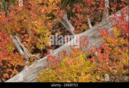 Herbstfarben auf wilden huckleberry-Sträuchern, Mt. Hood, Oregon Stockfoto