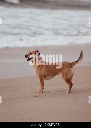Ganzkörperportrait einer glücklichen Mischlingshündin, die aus der Leine auf dem Sand steht und im Hintergrund die Meereswellen verschwimmen. Vertikales Foto Stockfoto