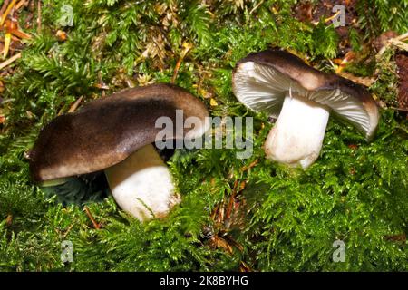 Der Täubling, auch bekannt als der schwärzende brittlegill- oder schwärzende Täubling, kommt sowohl in Laub- als auch in Nadelwäldern häufig vor. Stockfoto