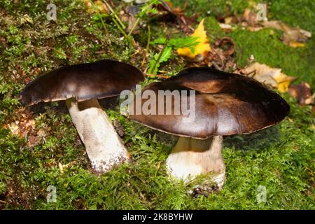 Der Täubling, auch bekannt als der schwärzende brittlegill- oder schwärzende Täubling, kommt sowohl in Laub- als auch in Nadelwäldern häufig vor. Stockfoto