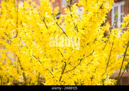 Forsythia x intermedia goldrush oder goldrausch in einem Garten, UK Stockfoto