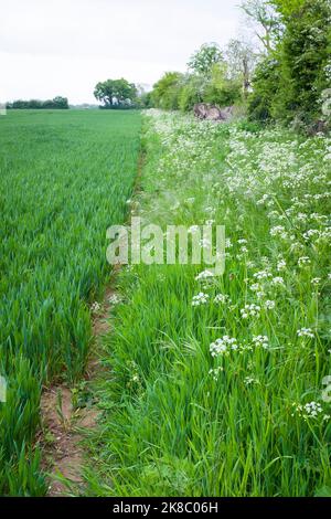 Wildblumen, Kuhsilie, die auf einem Grasfeld auf einem landwirtschaftlichen Betrieb im Vereinigten Königreich wächst Stockfoto