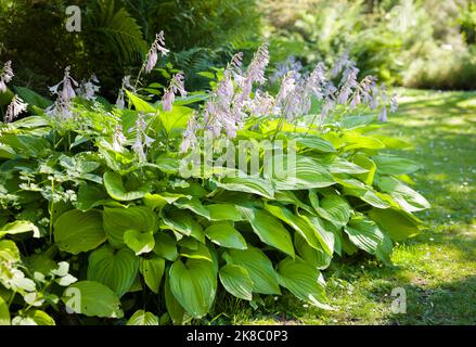 Hosta Pflanzen (Kochelilie) mit Blumen. Schatten tolerante Pflanzen in einem britischen Garten im Sommer Stockfoto