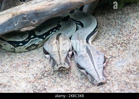 Zwei königliche Boas auf dem Sand aus der Nähe Stockfoto