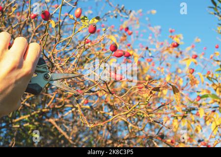 Pflücken von Hagebutten mit Gartenscheren.Sonnentag im Herbst. Hochwertige Fotos Stockfoto