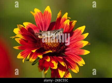 Ein roter Grashüpfer (Melanoplus), der sich in einer roten und gelben Blume (Gaillardia) ruht. Nahaufnahme. Stockfoto