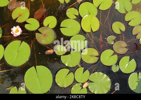 Gartenteich mit Seerosenblättern bedeckt. Stockfoto
