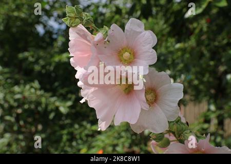 Die großen rosa Blütenstände der Malve-Blüten befinden sich auf dem unscharfen Hintergrund der Büsche. Stockfoto