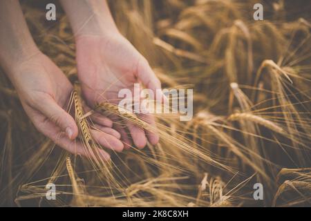 Weizenfeld von Hand von Spikes im Abendlicht berührt. Goldene Weizenfelder. Weizenohren in den Händen. Ernte- oder Erntekonzept. Bild von Zikelets in Stockfoto