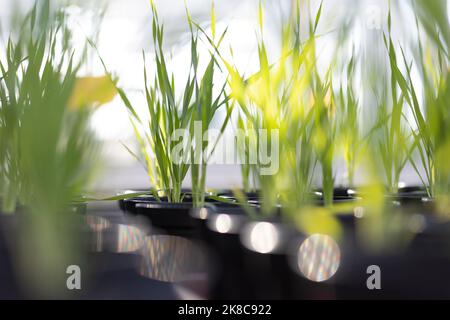 Gentechnisch veränderter GVO. Junge grüne Gerste, die in einem Forschungszentrum wächst. Gentechnisch veränderte Lebensmittel. Kulturpflanzen mit verbesserter DNA. Stockfoto