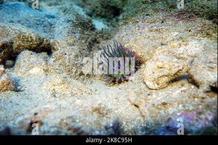 Mediterrane Schnecken Meer Anemone - Anemonia sulcata Stockfoto