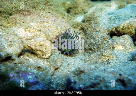 Mediterrane Schnecken Meer Anemone - Anemonia sulcata Stockfoto