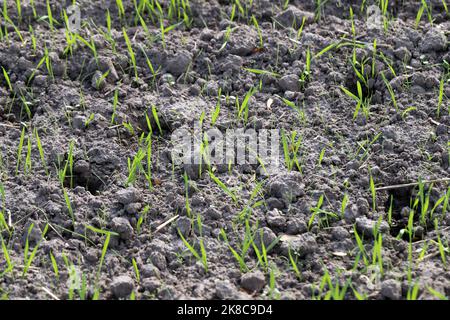 Entstehung von Wintergetreide mit Unkraut, Silky gebogenen Apera spica venti Sämling mit einer Deichsel. Stockfoto