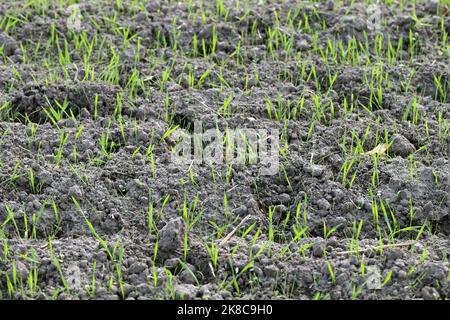 Entstehung von Wintergetreide mit Unkraut, Silky gebogenen Apera spica venti Sämling mit einer Deichsel. Stockfoto