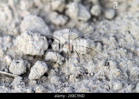 Erntemaschinen, Erntemaschinen, Erntspinnen oder Dadis Langbeine, Spinnen in einem Erntefeld bei Agrocenose. Stockfoto