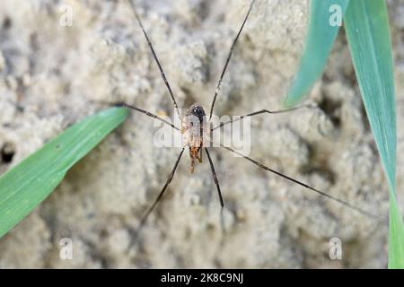 Erntemaschinen, Erntemaschinen, Erntspinnen oder Dadis Langbeine, Spinnen in einem Erntefeld bei Agrocenose. Stockfoto