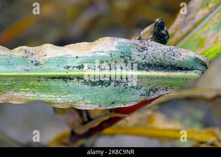 Getreideblatt-Blattlaus Rhopalosiphum maidis, Rosenkorn-Blattlaus Metopolophium dirhodum Befall auf dem Mais. Stockfoto