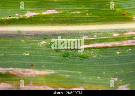 Getreideblatt-Blattlaus Rhopalosiphum maidis, Rosenkorn-Blattlaus Metopolophium dirhodum Befall auf dem Mais. Stockfoto