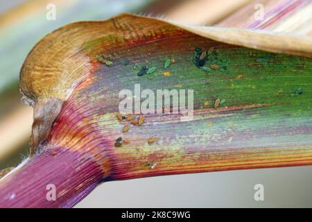 Getreideblatt-Blattlaus Rhopalosiphum maidis, Rosenkorn-Blattlaus Metopolophium dirhodum Befall auf dem Mais. Stockfoto