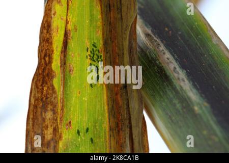 Getreideblatt-Blattlaus Rhopalosiphum maidis-Befall auf dem Mais. Stockfoto