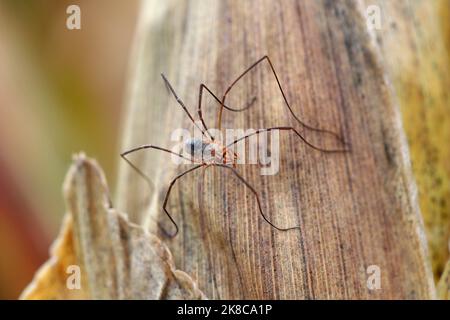 Erntemaschinen, Erntemaschinen, Erntspinnen oder Dadis Langbeine, Spinnen in einem Erntefeld bei Agrocenose. Stockfoto