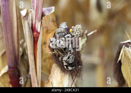 Maisschmierungen (Ustilago zeae). Ustilago maydis Krankheit auf Mais. Stockfoto