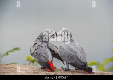 Zwei Papageien oder Liebesvögel küssen sich gegenseitig, Papageien-Liebe, afrikanischer grauer Papagei sitzt und redet mit Liebesgefühls zusammen. Stockfoto