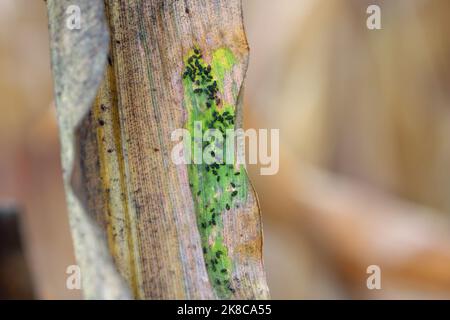 Getreideblatt-Blattlaus Rhopalosiphum maidis-Befall auf dem Mais. Stockfoto