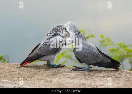 Zwei Papageien oder Liebesvögel küssen sich gegenseitig, Papageien-Liebe, afrikanischer grauer Papagei sitzt und redet mit Liebesgefühls zusammen. Stockfoto