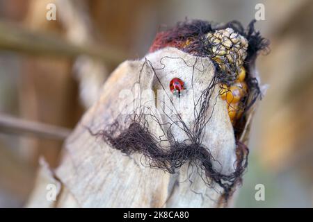 Siebenfleckiger Marienkäfer auf trockenem Blatt, Maiskolben. Stockfoto